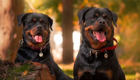 Are Rottweilers Good With Autism at Crystal Frasher blog