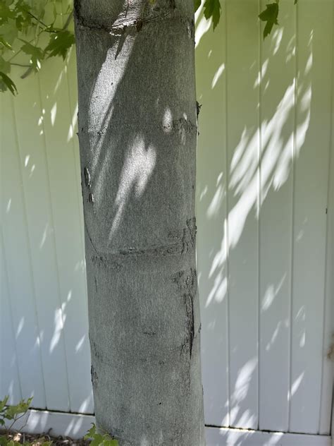 Image result for Maple Tree Identification