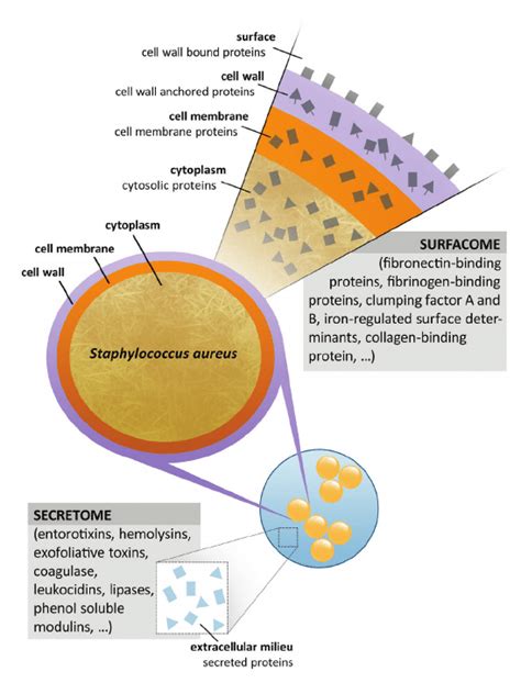 Image result for Staphylococcus Aureus Pathogenicity