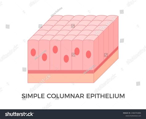 Simple Cuboidal Epithelium Labeled