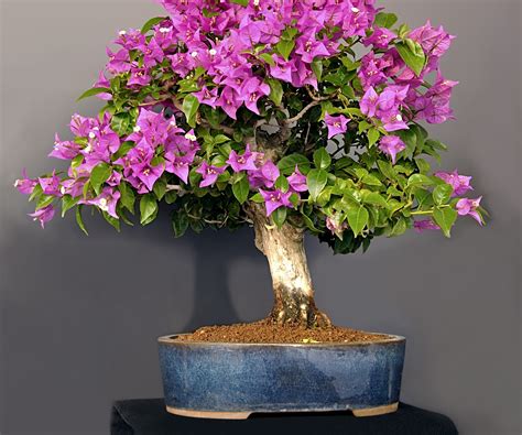 How to grow bougainvillea bonsai trees: expert garden advice | Homes ...