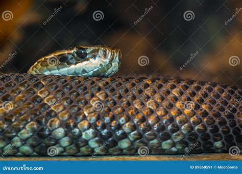 Slithering Snake Royalty-Free Stock Photography | CartoonDealer.com ...