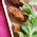 Adukala Vishesham: Pachakkaya Payar Thoran / Raw plaintain long yard ...