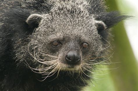 Bearataur