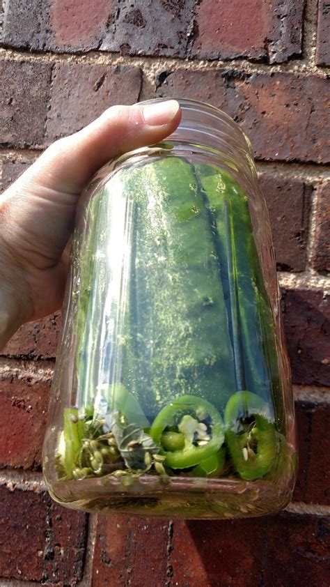 Best Peppers for Pickles & Kimchis – Sandia Seed Company