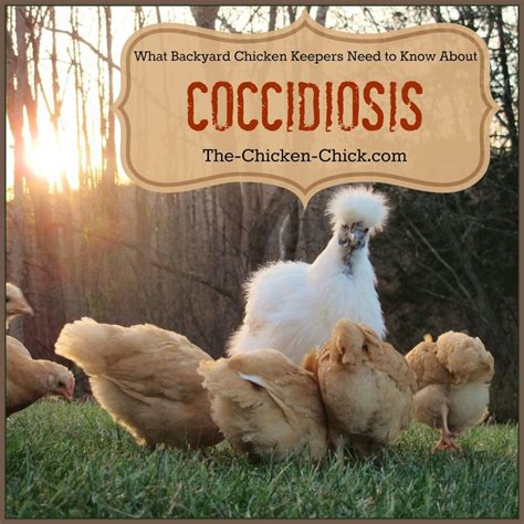 Coccidiosis: What Every Backyard Chicken Keeper Should Know