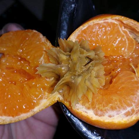 Image result for Tangerine Computer Systems