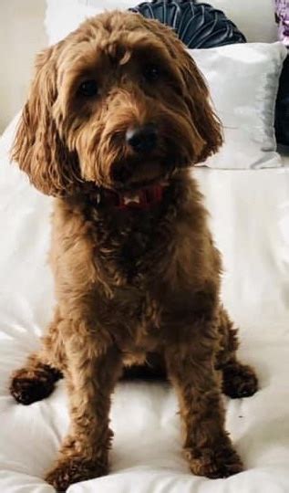 Who Wouldn't Love A Apricot Cockapoo | Cockapoo For Life