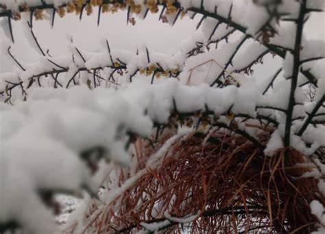 Manali Tour Package - 𝐁𝐨𝐨𝐤 𝐍𝐨𝐰 @𝟔𝟕𝟓𝟎 Per Person | Kullu Manali Trips