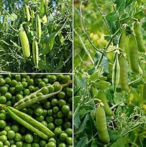Green peas seeds hybrid (50 seeds) : Amazon.in: Garden & Outdoors