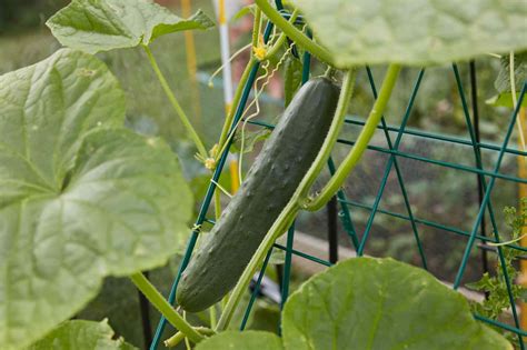 How To Grow Bush Cucumbers In A Pot at Wayne Tisdale blog