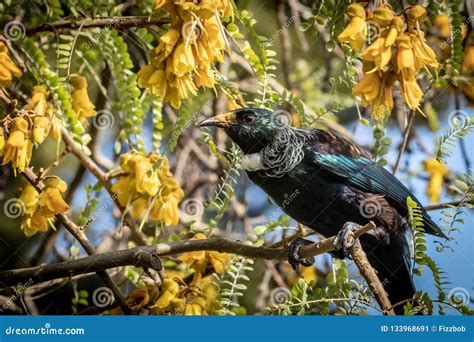 New Zealand Native Songbird the Tui in Native Kowhai Tree Sucking Nectar from Bright Yellow ...