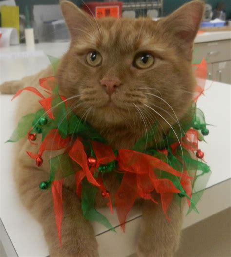 SDMVC: We Love Them Too!: Poinsettias and Cats & Dogs