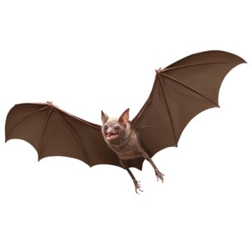 Image result for Bat Python Turtle