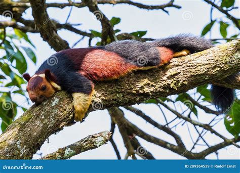 Malabar Giant Squirrel or Ratufa Indica in a Forest in Periyar, Kerala ...