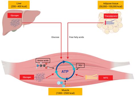 Regulation of Energy Substrate Metabolism in Endurance Exercise