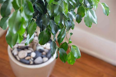 Real Indoor Ficus Tree