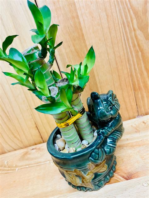 Lucky Lotus Bamboo in Ceramic Vase – Houseplants New York LLC | Live ...