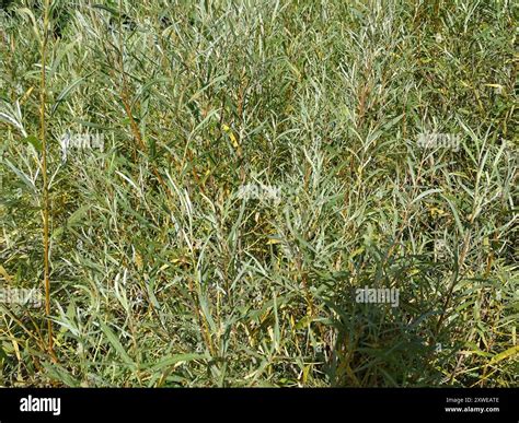 interior sandbar willow (Salix interior) Plantae Stock Photo - Alamy