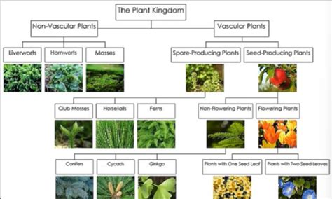Image result for Plant Classification