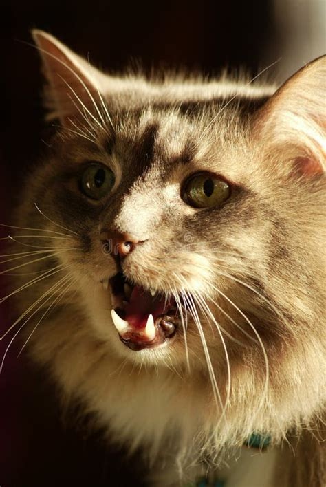 Image result for Python Attack Cat