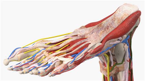 Young Man Anatomy Right Leg 3D Model $139 - .3ds .blend .c4d .fbx .max .ma .lxo .obj - Free3D