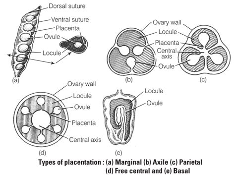 SATHEE: Anatomy of Flowering Plant