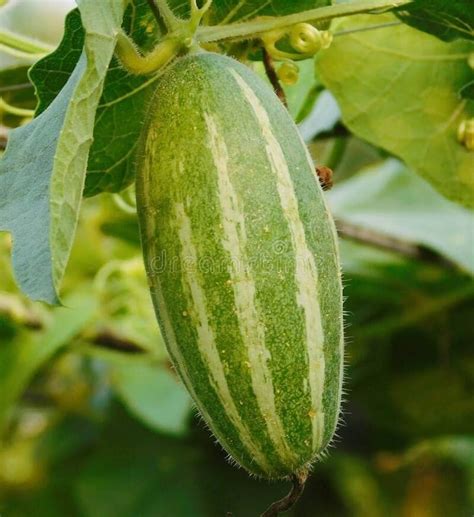 Parwal seeds desi | Seeds for desi potol (20 seeds) : Amazon.in: Garden ...