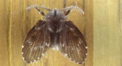 Insects Mistaken for Mosquitoes | Sarasota County, FL