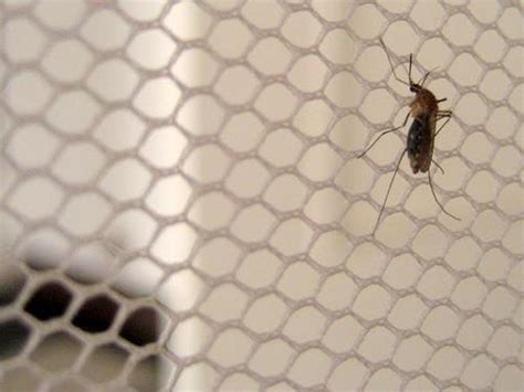 Severe and mixed malaria infections posing new challenges