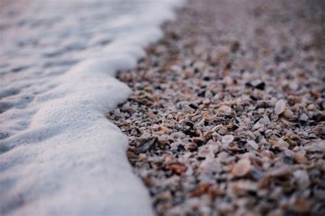 Image result for Hard Sea Shells