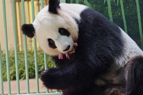 中国旅法大熊猫“欢欢”成功诞下双胞胎 熊猫幼崽健康状况良好 - 图片 - 海外网