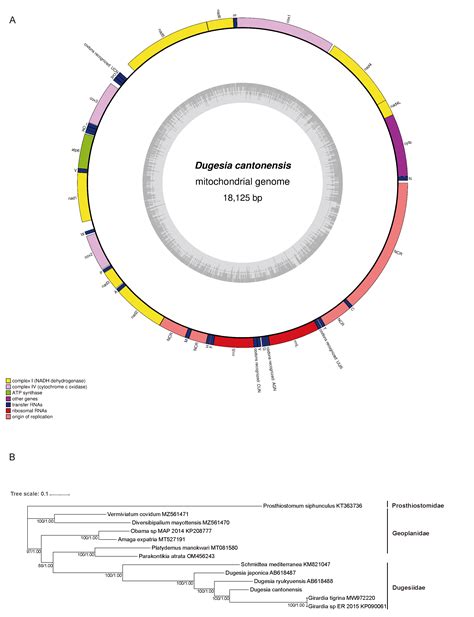 The Integrative Taxonomy and Mitochondrial Genome Evolution of ...