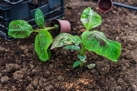 How to Start Banana Tree 的图像结果