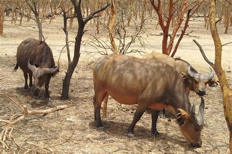 FATHALA WILDLIFE RESERVE SAFARI (2026) All You Need to Know BEFORE You ...