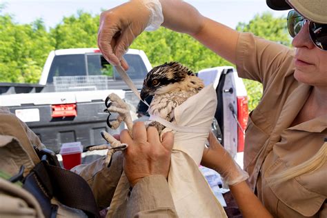 Once-endangered osprey are flying high in Cook County