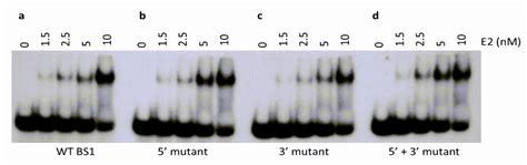 Sequence-Dependent Interaction of the Human Papillomavirus E2 Protein ...