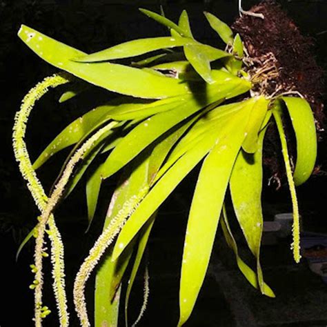 Oncidium Rare - Exotic Orchid Oberonia Mucronta