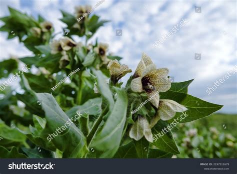 Poisonous Plant Black Henbane Hyoscyamus Niger Stock Photo 2197511679 ...