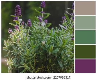 Image result for Compatible Color Combinations