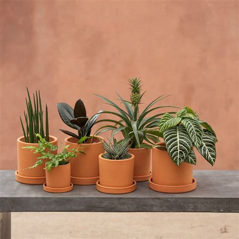 Buy Indoor terracotta cylinder pot with glazed saucer: Delivery by ...