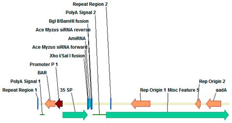 Artificial microRNA-Based RNA Interference and Specific Gene Silencing ...