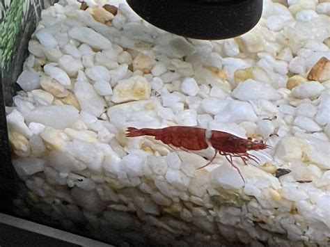 8 hours ago she had eggs. Now she looks strange and lost all her eggs ...