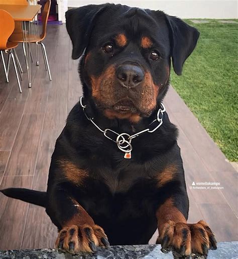 Rottweiler Beautiful in 2020 | Rottweiler puppies, Rottweiler dog ...