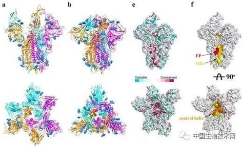 新冠病毒受体蛋白结构 - 知乎