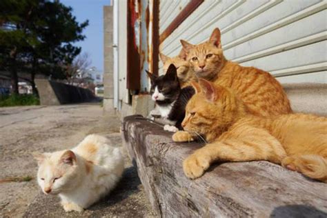 日本“猫岛”猫咪为居民6倍 吸引大量爱猫人士
