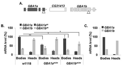 Drosophila melanogaster Mutated in its GBA1b Ortholog Recapitulates ...