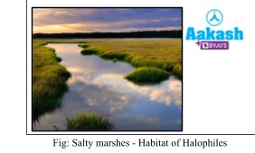 Kingdom Monera: Classification, Characteristics & Archaebacteria | AESL