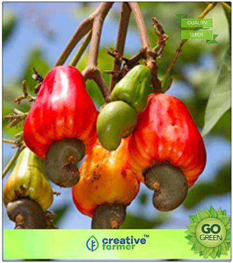 Buy Fruit And Nut Seeds : Dwarf Spanish Cashew Seeds Premium Kitchen ...
