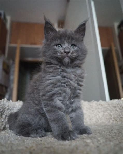 Black And Grey Maine Coon Cat